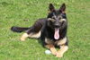 Deutscher Schäferhund Foto: Jody du Domaine de Chôdes (ID 46720) Deutscher Schäferhund Hund
