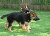Deutscher Schäferhund Foto: Gleich hab´ ich Dich! (ID 23637) Deutscher Schäferhund Hund