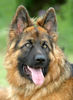 Deutscher Schäferhund Foto: DSH-Langhaar (ID 24600) Deutscher Schäferhund Hund