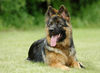 Deutscher Schäferhund Foto: DSH-Langhaar (ID 24602) Deutscher Schäferhund Hund