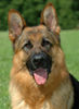 Deutscher Schäferhund Foto: DSH-Rüdenporträt (ID 24604) Deutscher Schäferhund Hund