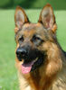 Deutscher Schäferhund Foto: DSH-Rüdenporträt (ID 24606) Deutscher Schäferhund Hund