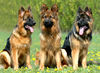 Deutscher Schäferhund Foto: DSH-Langhaar (ID 24603) Deutscher Schäferhund Hund