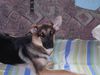 Deutscher Schäferhund Foto: sindy-schäfer-mix (ID 12901) Deutscher Schäferhund Hund