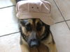 Deutscher Schäferhund Foto: unsere dunja,2 jahre (ID 33636) Deutscher Schäferhund Hund