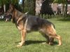 Deutscher Schäferhund Foto: breston (ID 5230) Deutscher Schäferhund Hund