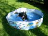 Deutscher Schäferhund Foto: Im Becken (ID 15754) Deutscher Schäferhund Hund