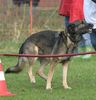 Deutscher Schäferhund Hund