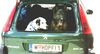 Deutscher Schäferhund Foto: mr.STEVIE wonder (+2003) und FREDDY (ID 19511) Deutscher Schäferhund Hund