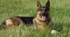 Deutscher Schäferhund Foto: lope mit 19mon. (ID 13664) Deutscher Schäferhund Hund