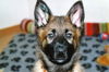 Deutscher Schäferhund Foto: Ingwio vom Wellental (ID 36389) Deutscher Schäferhund Hund