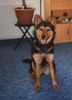 Deutscher Schäferhund Hund