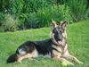 Deutscher Schäferhund Foto: Diva vom Friesenherz (ID 45851) Deutscher Schäferhund Hund