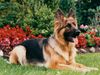 Deutscher Schäferhund Foto: Tina hat alles im Blick (ID 26841) Deutscher Schäferhund Hund