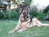 Deutscher Schäferhund Foto: Maja wartet auf Herrchen (ID 26417) Deutscher Schäferhund Hund