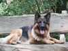 Deutscher Schäferhund Foto: Kika macht Pause (ID 26799) Deutscher Schäferhund Hund