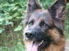 Deutscher Schäferhund Foto: Kyra von Gut Lethe (ID 26639) Deutscher Schäferhund Hund