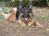 Deutscher Schäferhund Foto: Wann geht`s endlich los???? (ID 26438) Deutscher Schäferhund Hund