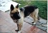 Deutscher Schäferhund Foto: Kimi unser Baerchen (ID 29980) Deutscher Schäferhund Hund