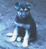 Deutscher Schäferhund Foto: meine Ricci mit 7 Wochen (ID 13512) Deutscher Schäferhund Hund