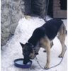 Deutscher Schäferhund Foto: meien frühere hündin (ID 16614) Deutscher Schäferhund Hund