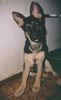 Deutscher Schäferhund Foto: lope(mitca.4monaten)mit dem blick->find euch alle doof*g* (ID 11381) Deutscher Schäferhund Hund