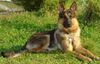 Deutscher Schäferhund Foto: lope20mon. (ID 16222) Deutscher Schäferhund Hund