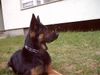 Deutscher Schäferhund Foto: das ist lucky (ID 11251) Deutscher Schäferhund Hund