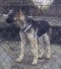 Deutscher Schäferhund Foto: Mein süsser Lux(6monate) sieht man besser (ID 16616) Deutscher Schäferhund Hund