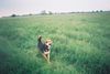 Deutscher Schäferhund Foto: wo seit ihr (ID 34282) Deutscher Schäferhund Hund