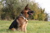 Deutscher Schäferhund Foto: Pascha 2 Jahre (ID 35159) Deutscher Schäferhund Hund