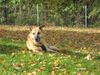 Deutscher Schäferhund Foto: Puppe ist ein wunderschöner schäfer Mix!! (ID 35328) Deutscher Schäferhund Hund