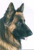 Deutscher Schäferhund Foto: Quax vom Hawelkaweg (ID 2487) Deutscher Schäferhund Hund