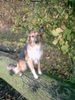 Deutscher Schäferhund Foto: sehr gut erzogen, beherscht über 56 komandos lol (ID 19604) Deutscher Schäferhund Hund