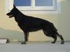 Deutscher Schäferhund Foto: Isetta v. Auenfels (ID 6806) Deutscher Schäferhund Hund