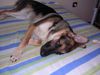 Deutscher Schäferhund Foto: schäfer-mix sindy (ID 13413) Deutscher Schäferhund Hund