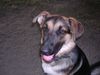 Deutscher Schäferhund Foto: schäfer-mix sindy (ID 13416) Deutscher Schäferhund Hund