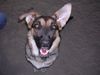 Deutscher Schäferhund Foto: schäfer-mix sindy (ID 13414) Deutscher Schäferhund Hund
