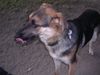 Deutscher Schäferhund Foto: schäfer-mix sindy (ID 13418) Deutscher Schäferhund Hund