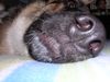 Deutscher Schäferhund Foto: schäfer-mix sindy (ID 13419) Deutscher Schäferhund Hund