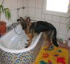 Deutscher Schäferhund Foto: Baden ist sooo schön, unsere Siska, 5 Monate jung (ID 27432) Deutscher Schäferhund Hund