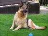 Deutscher Schäferhund Foto: Tessie, die aufmerksame....... (ID 13319) Deutscher Schäferhund Hund