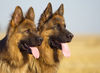 Deutscher Schäferhund Foto: Torro und Basco (ID 24806) Deutscher Schäferhund Hund