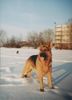Deutscher Schäferhund Foto: Litauen Deutscher Schaferhund (ID 3263) Deutscher Schäferhund Hund