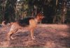 Deutscher Schäferhund Foto: Litauen Deutscher Schaferhund (ID 3264) Deutscher Schäferhund Hund