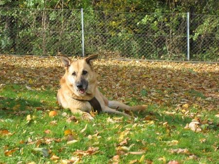 Deutscher Schäferhund Hunde Foto 35328 in höherer Auflösung ansehen Deutscher Schäferhund Puppe ist ein wunderschöner schäfer Mix!!