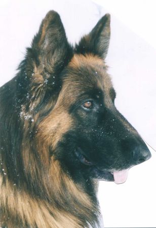 Deutscher Schäferhund Hunde Foto 2487 Deutscher Schäferhund Quax vom Hawelkaweg