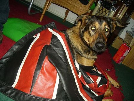 Deutscher Schäferhund Hunde Foto 37073 in höherer Auflösung ansehen Deutscher Schäferhund rocker!