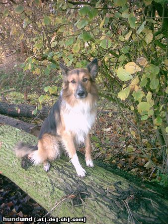 Deutscher Schäferhund Hunde Foto 19604 Deutscher Schäferhund sehr gut erzogen, beherscht über 56 komandos lol