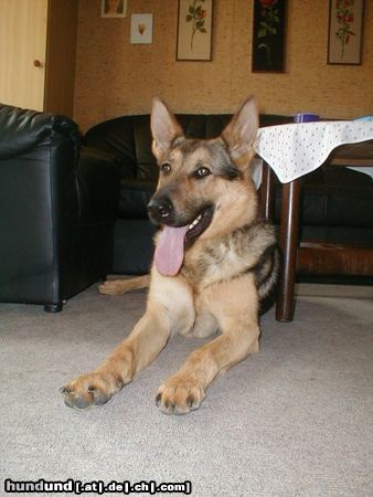 Deutscher Schäferhund Hunde Foto 6589 Deutscher Schäferhund Shiela 13 Monate